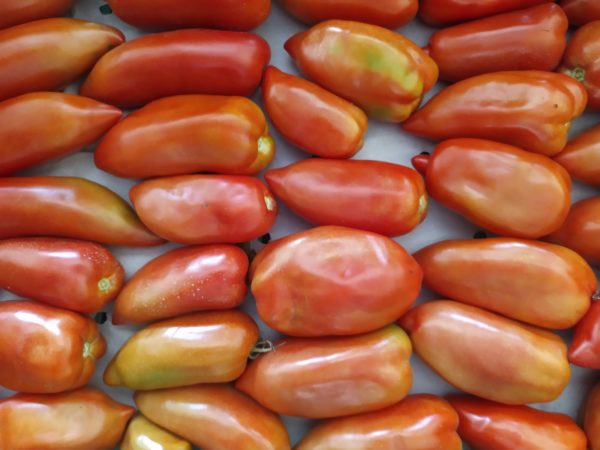 Tomate Corne des Andes