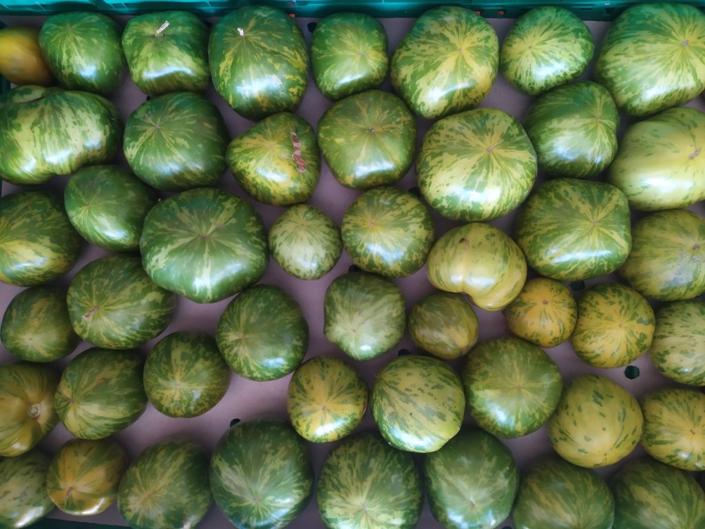 Tomate Green/Black Zebra