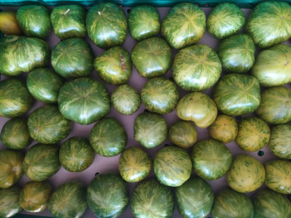 Tomate Green/Black Zebra