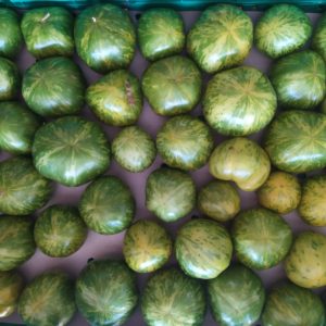 Tomate Green/Black Zebra