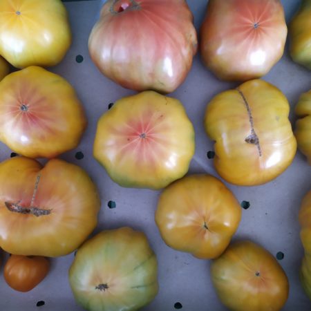 Tomate Ananas