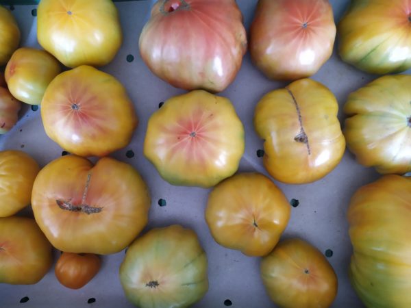 Tomate Ananas