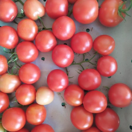 Tomate Ronde