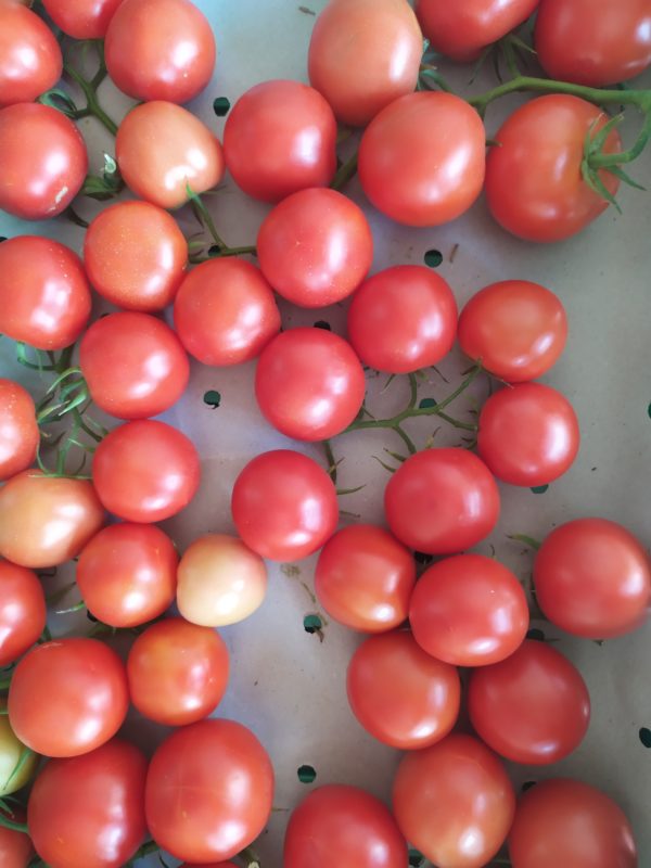 Tomate Ronde