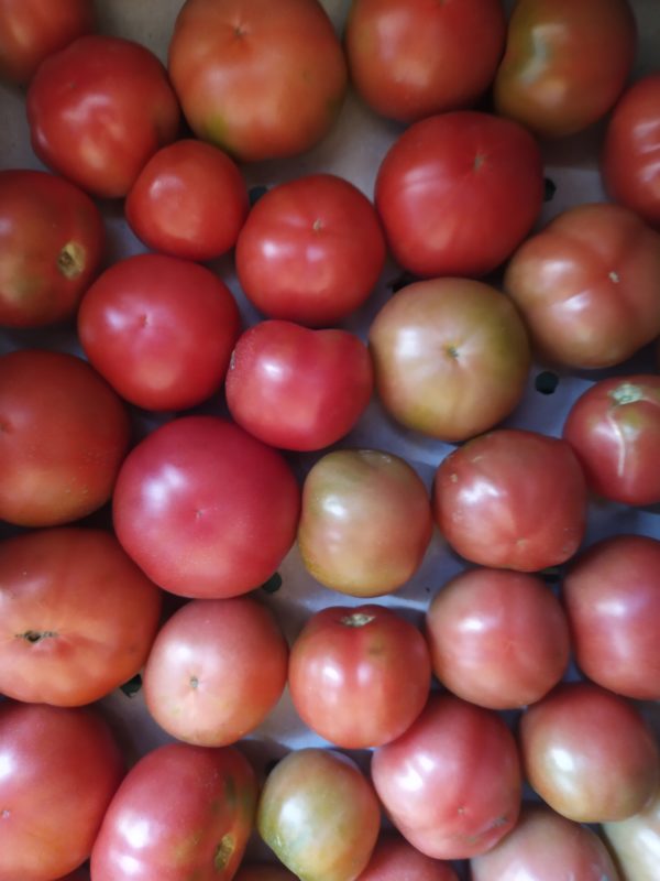 Tomate Rose de Berne