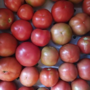 Tomate Rose de Berne