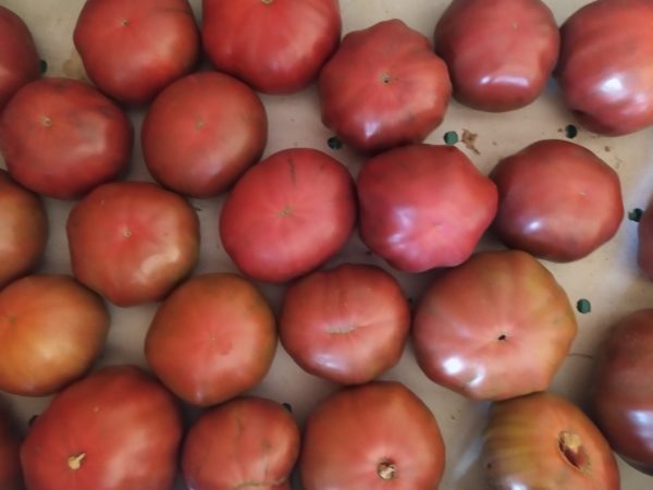 Tomate Marnero