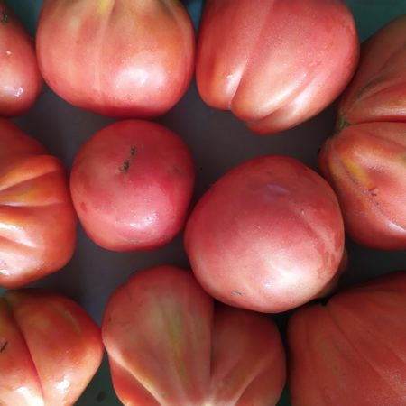 Tomate Côtelée