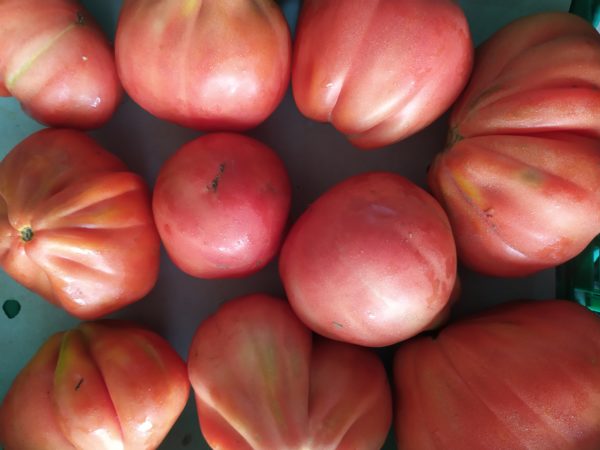 Tomate Côtelée