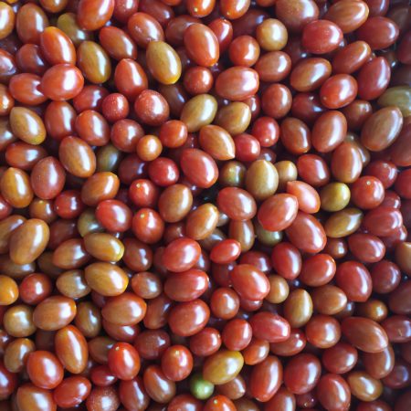 Tomate Datterino