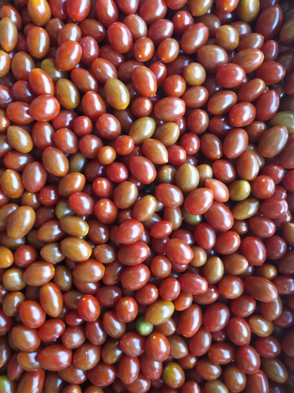 Tomate Datterino