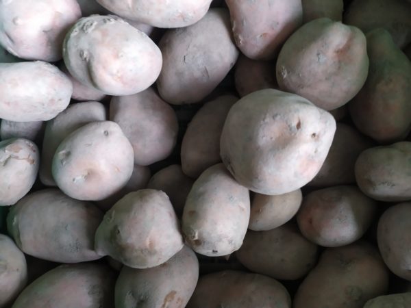 Pomme de terre