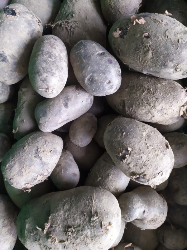 Pomme de terre Bleue de St-Gall