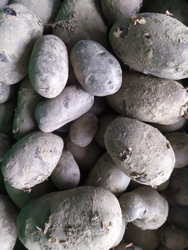 Pomme de terre Bleue de St-Gall