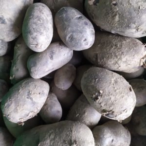 Pomme de terre Bleue de St-Gall