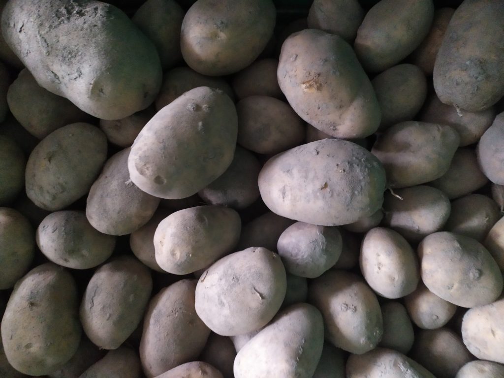 Pomme de terre Bintje