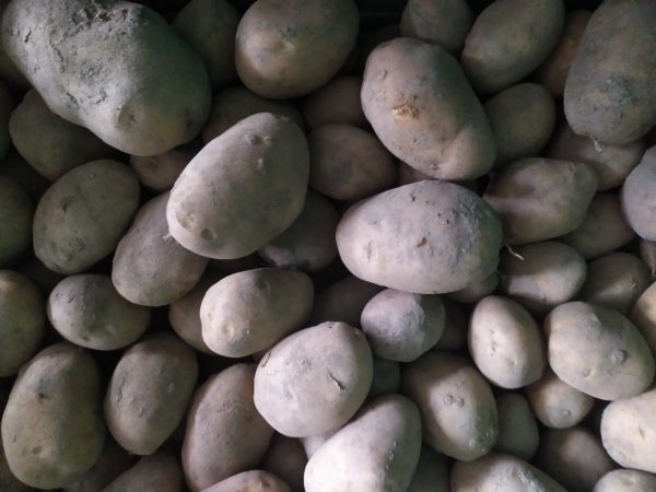 Pomme de terre Bintje