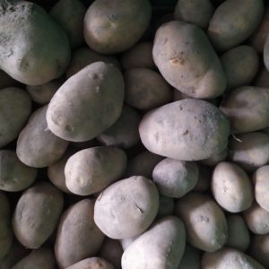 Pomme de terre Bintje
