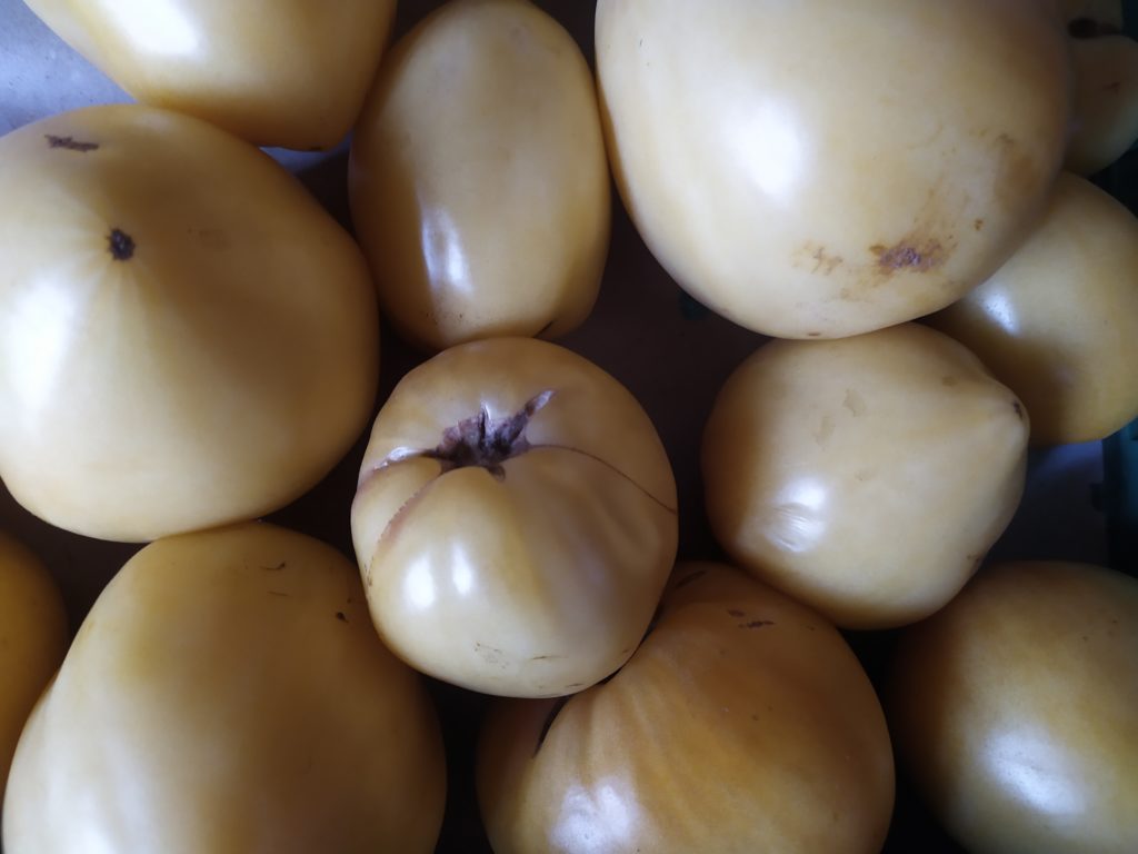 Tomate Coeur de Boeuf Blanche