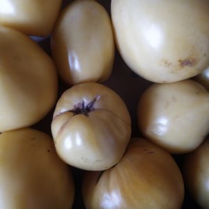 Tomate Coeur de Boeuf Blanche