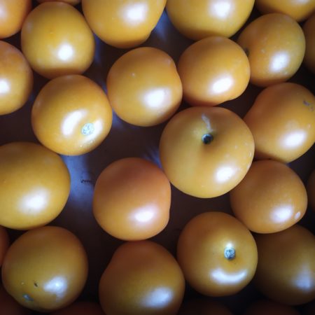 Tomate Boule d'or