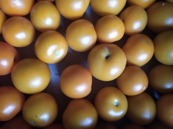 Tomate Boule d'or