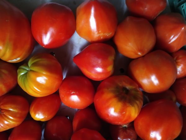 Tomate Coeur de Boeuf