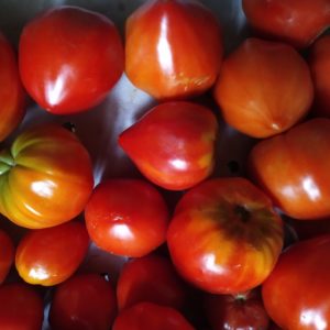 Tomate Coeur de Boeuf