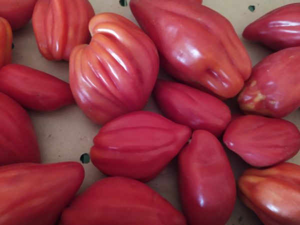 Tomate Fiamente