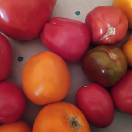 Tomate Mélange
