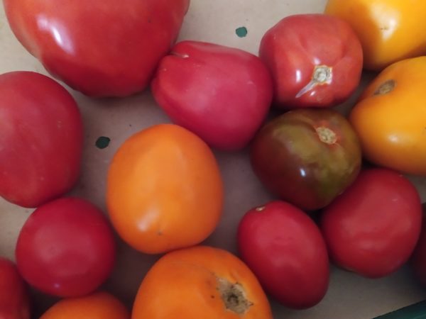 Tomate Mélange