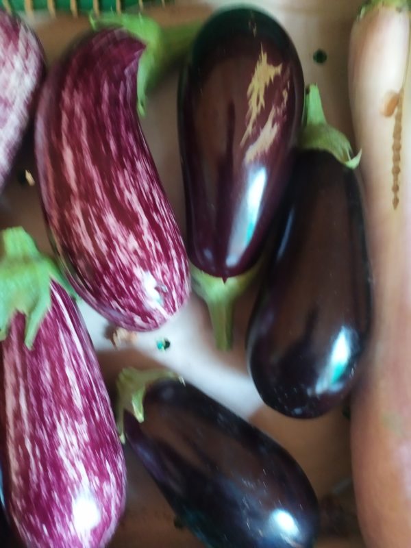 Aubergine