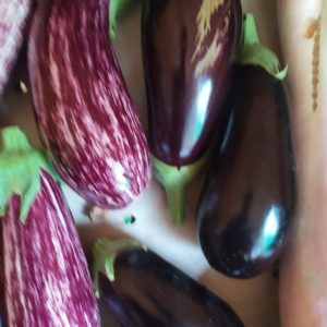 Aubergine