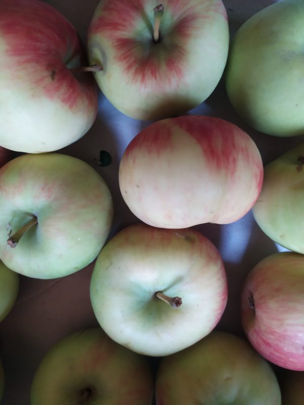 Pomme Wanda