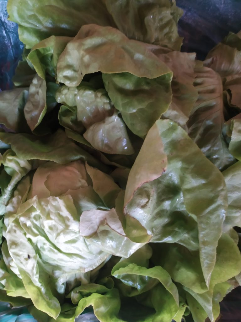 Salade