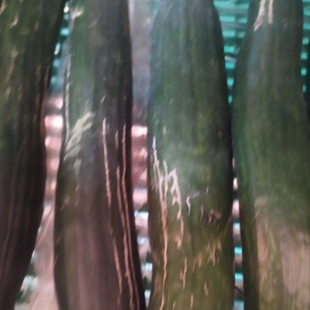 Concombre