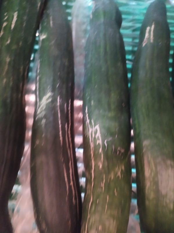 Concombre