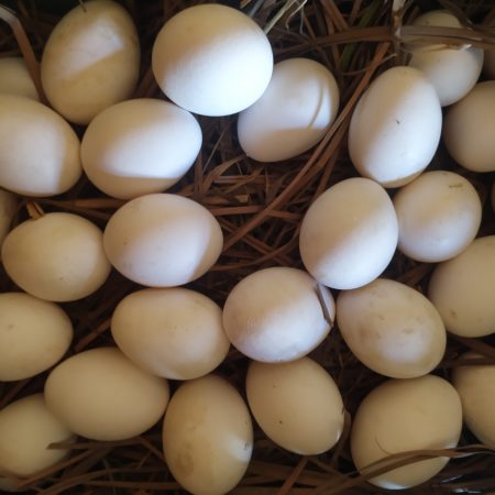 10x Oeuf