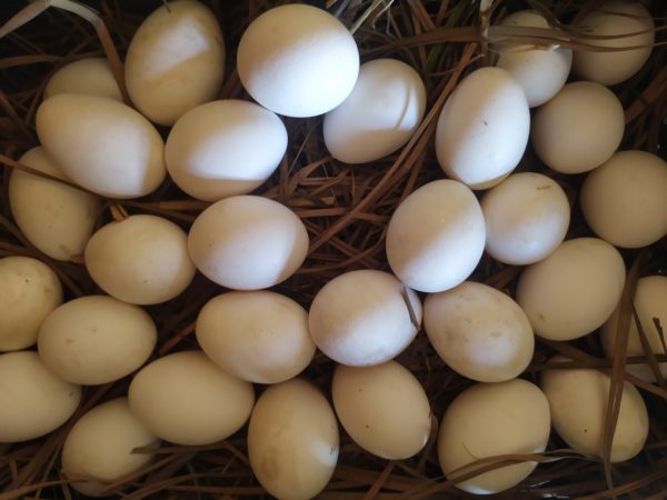 10x Oeuf