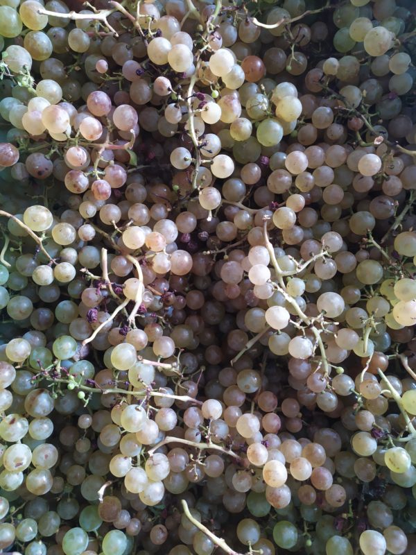 Chasselas
