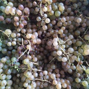 Chasselas