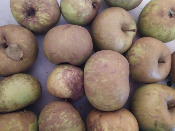 Pomme Canada