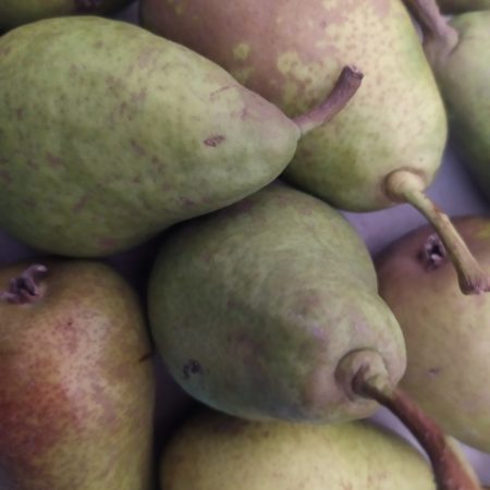 Poire Louise Bonne