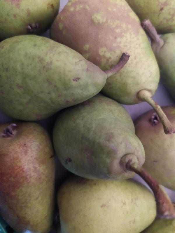 Poire Louise Bonne