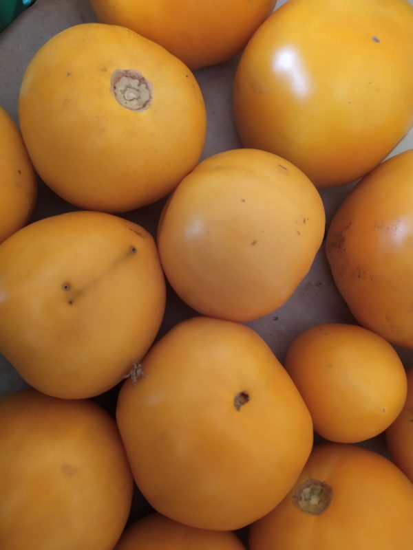 Tomate jaune