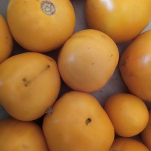 Tomate jaune