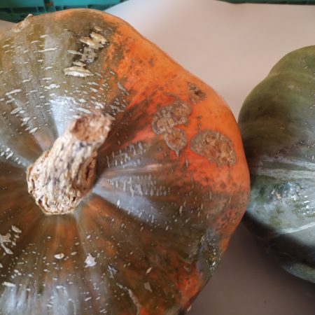 Courge