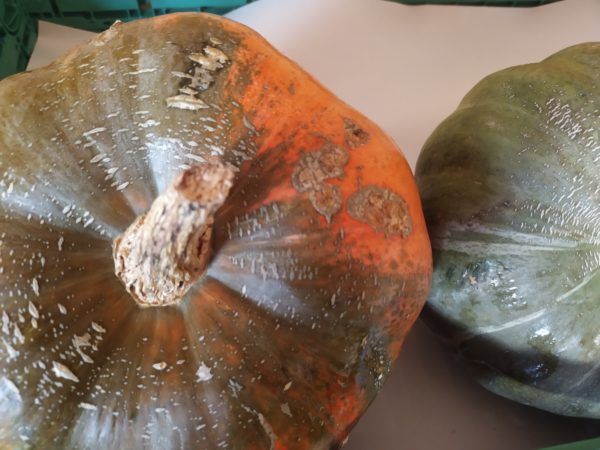 Courge