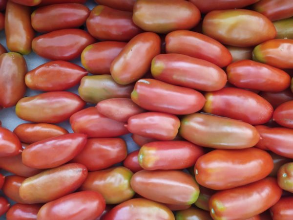 Tomate San Marzano