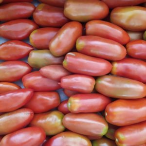 Tomate San Marzano